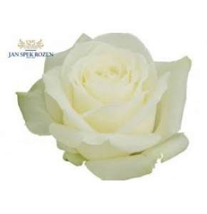 ΤΡΙΑΝΤΑΦΥΛΛΟ ΛΕΥΚΟ 60εκ. ROSEN ALPE D HUEZ 60cm
